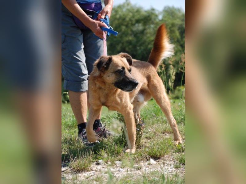 Jungspund Brúnó, noch in Ungarn, sucht seine Menschen!