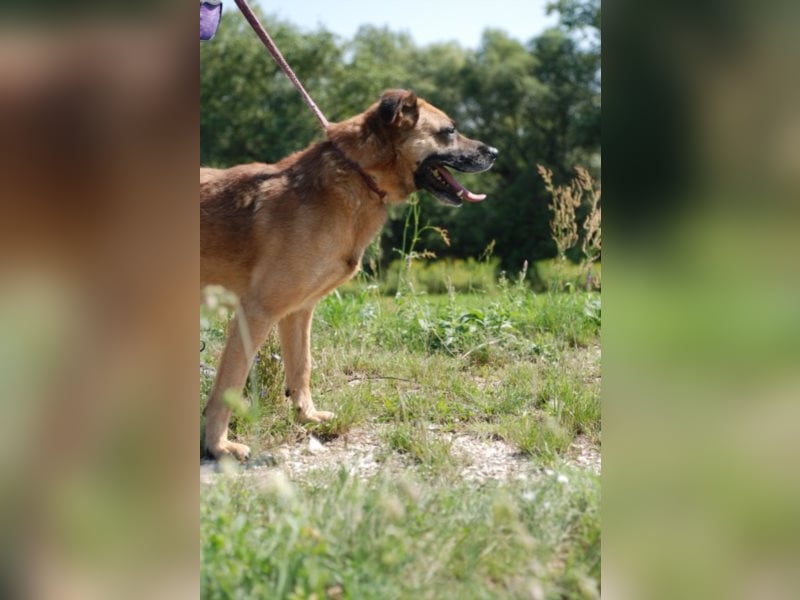 Jungspund Brúnó, noch in Ungarn, sucht seine Menschen!