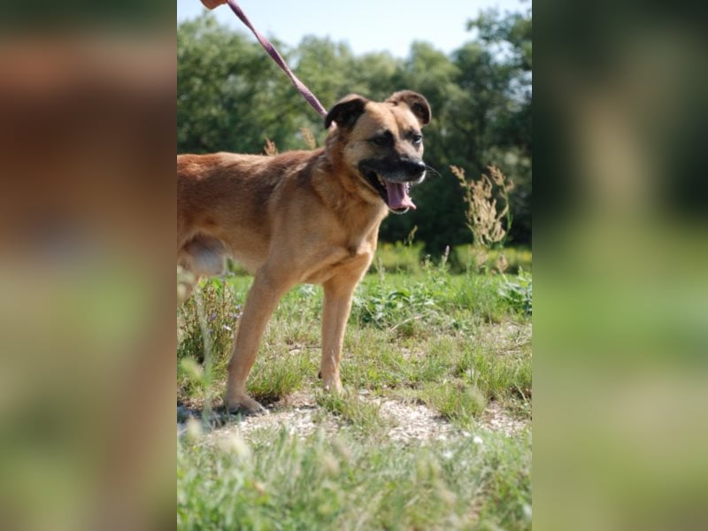 Jungspund Brúnó, noch in Ungarn, sucht seine Menschen!