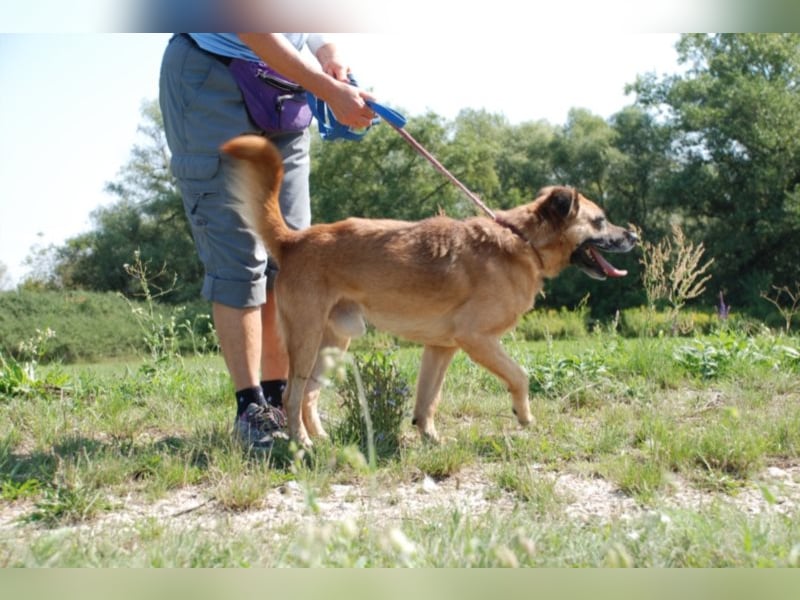 Jungspund Brúnó, noch in Ungarn, sucht seine Menschen!