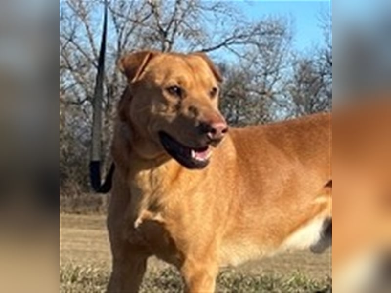 Alf wäre sicher ein tolle Familienhund !