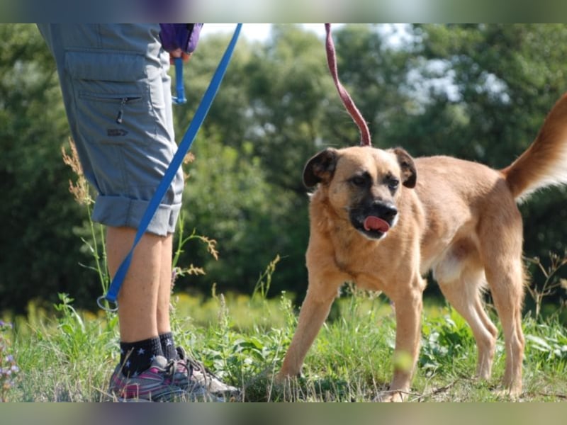 Jungspund Brúnó, noch in Ungarn, sucht seine Menschen!