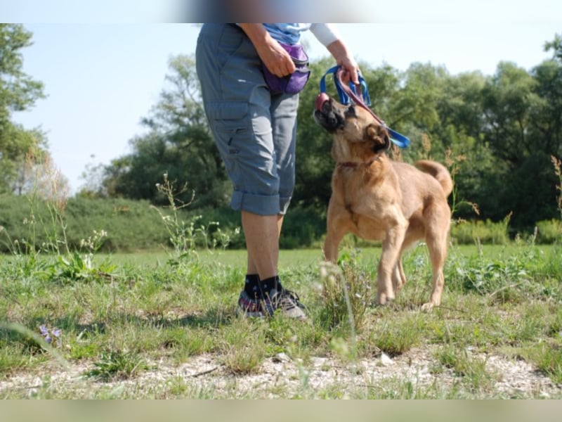 Jungspund Brúnó, noch in Ungarn, sucht seine Menschen!