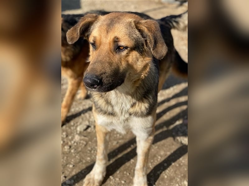 Yassin, geb. ca. 06/2020, lebt in GRIECHENLAND, im städt. Tierheim Serres