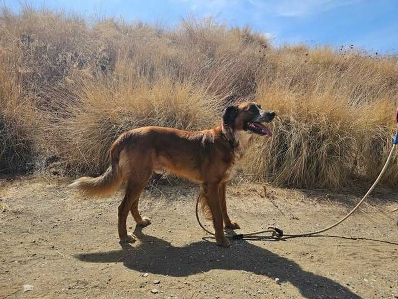 Bandito (Spanien) – der charismatische Wirbelwind mit Kuschelgarantie