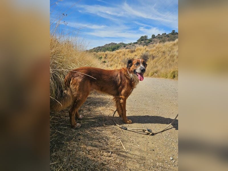 Bandito (Spanien) – der charismatische Wirbelwind mit Kuschelgarantie