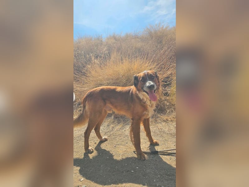 Bandito (Spanien) – der charismatische Wirbelwind mit Kuschelgarantie