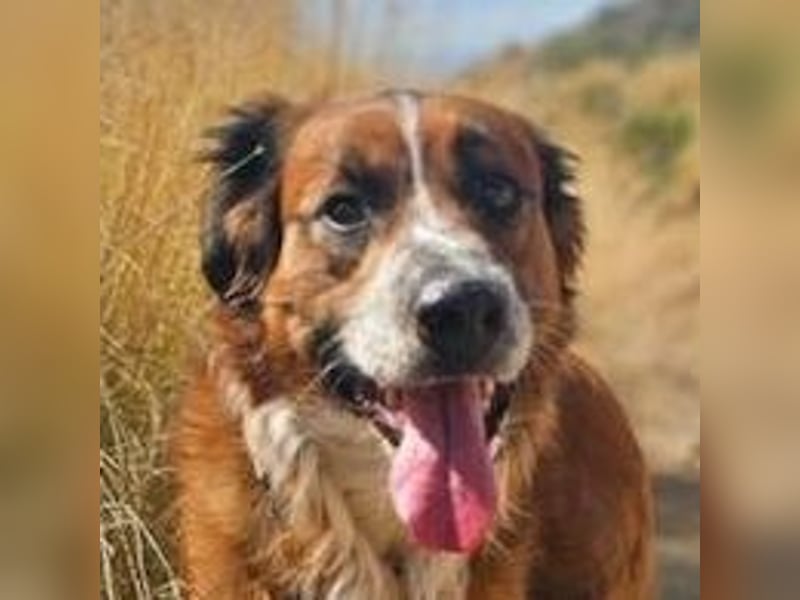 Bandito (Spanien) – der charismatische Wirbelwind mit Kuschelgarantie