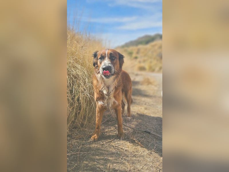 Bandito (Spanien) – der charismatische Wirbelwind mit Kuschelgarantie