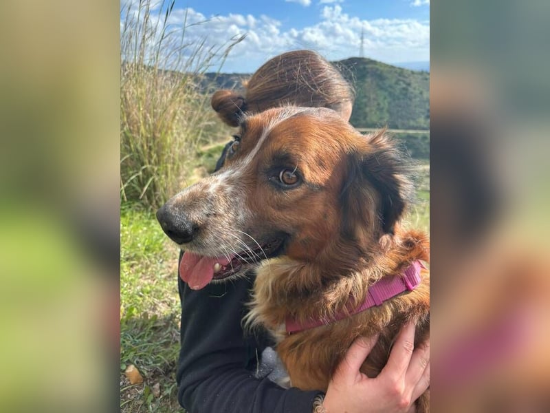 Bandito (Spanien) – der charismatische Wirbelwind mit Kuschelgarantie