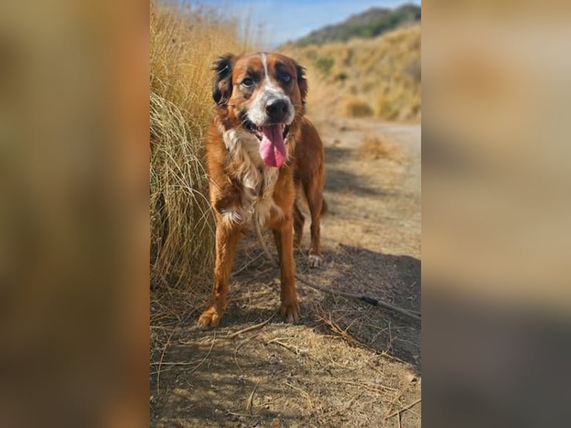 Bandito (Spanien) – der charismatische Wirbelwind mit Kuschelgarantie