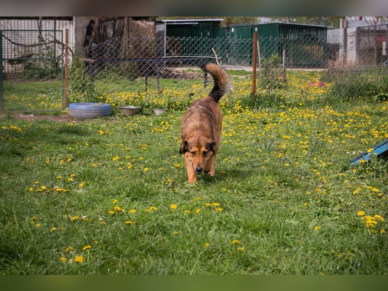 SENSHI – Ein sanfter Kämpfer mit großem Herz sucht seine Familie