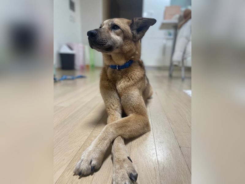 Rocco ,ein grosser, sanfter Mischlingsrüde, wünscht sich ein schönes Zuhause