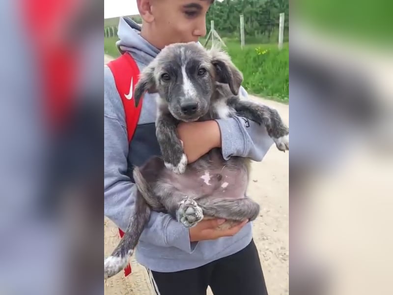 Süßer Hundejunge Tibo sucht liebevolles Zuhause