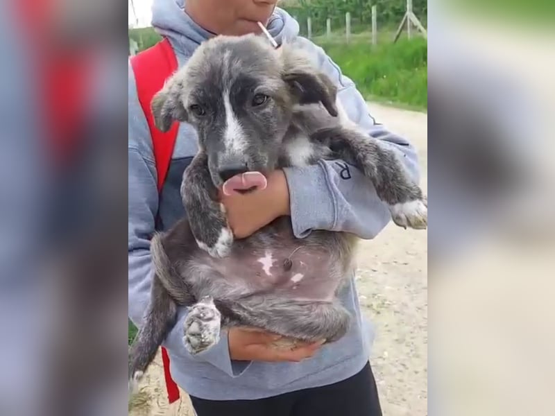Süßer Hundejunge Tibo sucht liebevolles Zuhause