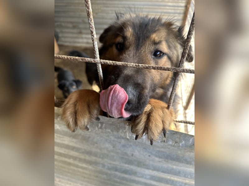Anhänglicher Conner(1 Jahr/50 cm/ 25 kg)sucht Kuschelflat