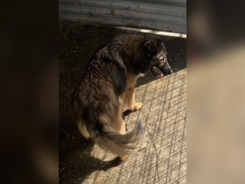 Anhänglicher Conner(1 Jahr/50 cm/ 25 kg)sucht Kuschelflat