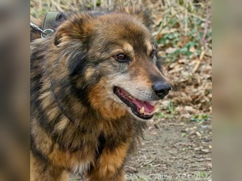 Arlo ist ein bezaubernder, älterer Rüde