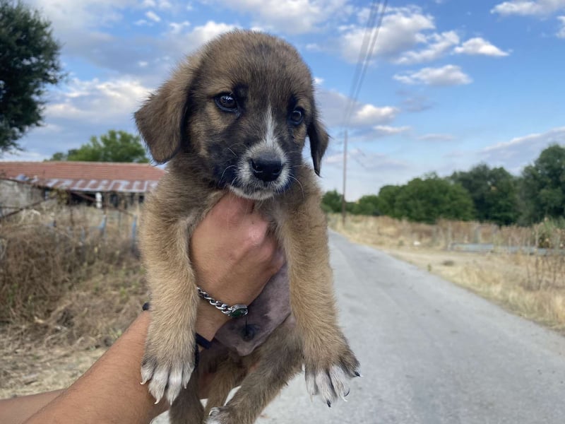 Tito – kleiner Held sucht sein Zuhause!
