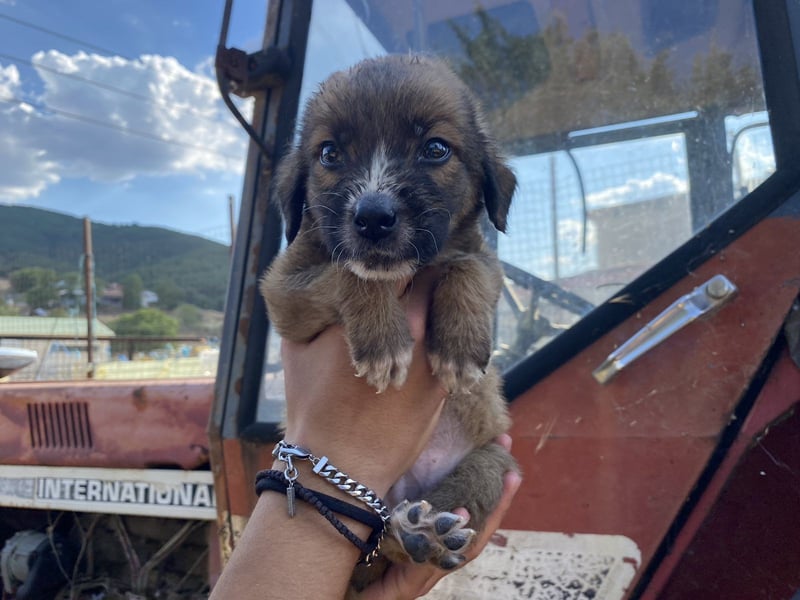 Tito – kleiner Held sucht sein Zuhause!