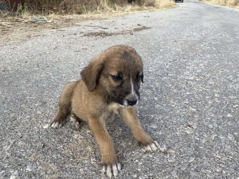Tito – kleiner Held sucht sein Zuhause!