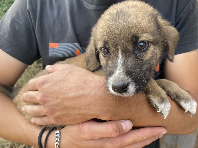 Tito – kleiner Held sucht sein Zuhause!