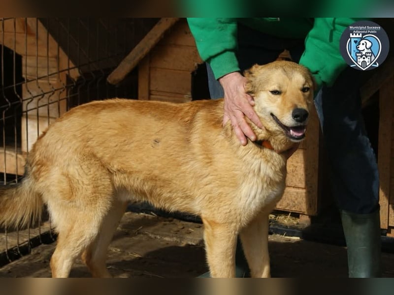 Kobi sucht ein Zuhause