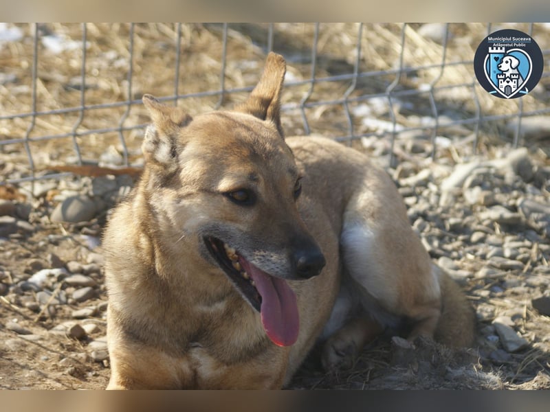 Rocco sucht ein Zuhause
