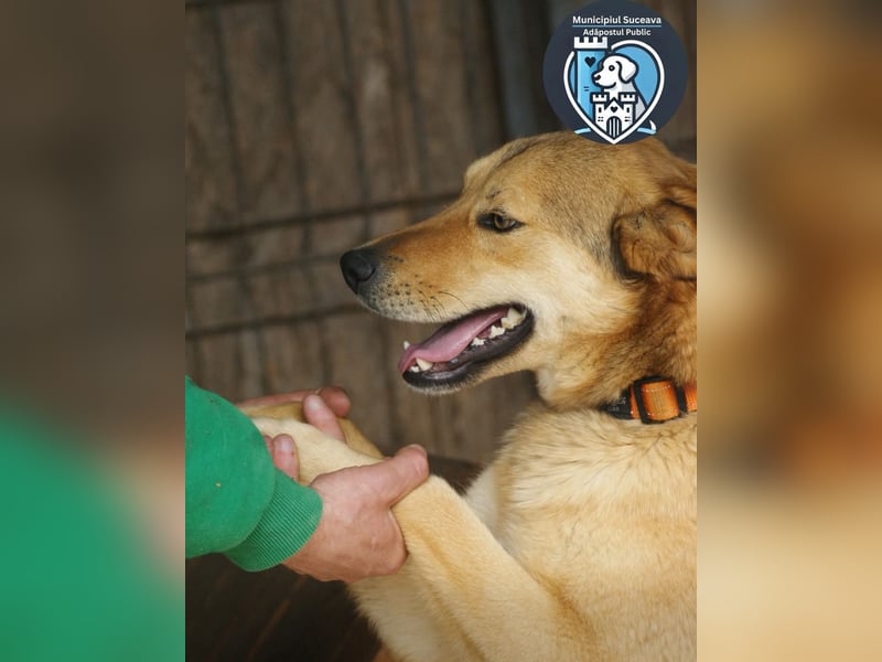 Kobi sucht ein Zuhause