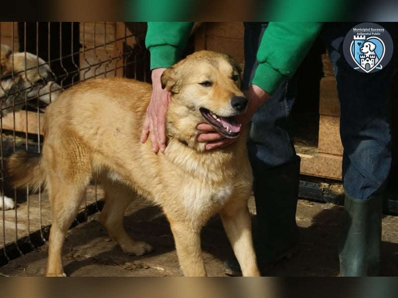 Kobi sucht ein Zuhause