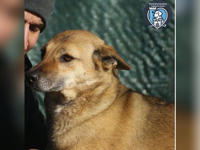 Rocco sucht ein Zuhause