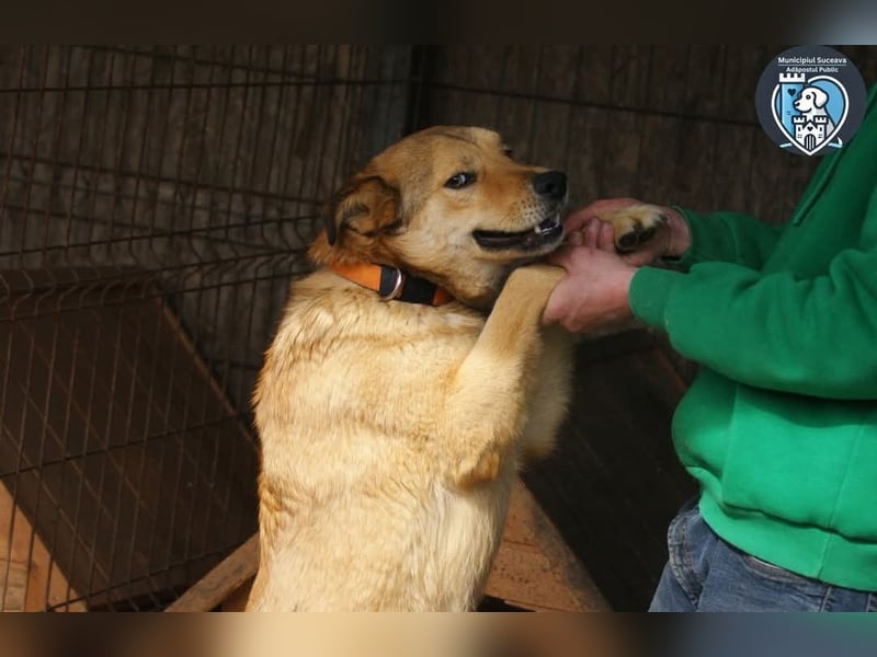 Kobi sucht ein Zuhause