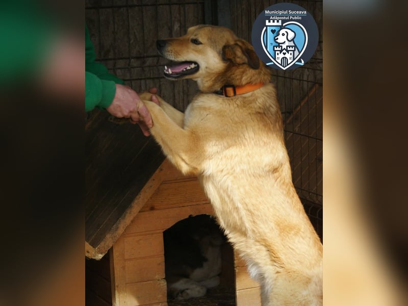 Kobi sucht ein Zuhause