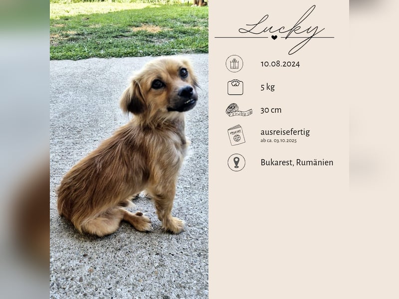 LUCKY - will die Welt entdecken
