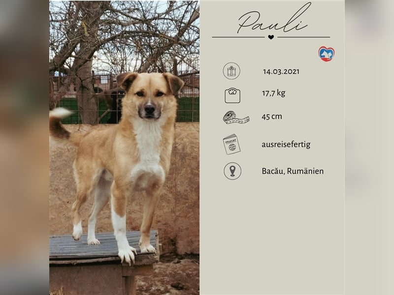 PAULI - zutraulicher Bub sucht seine Familie