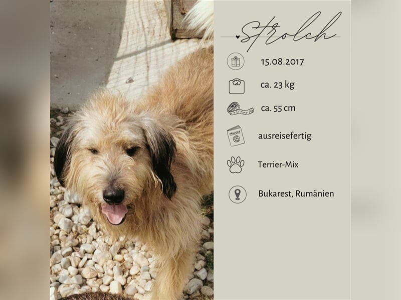 Strolch - süßer Handicap-Rüde sucht Familie