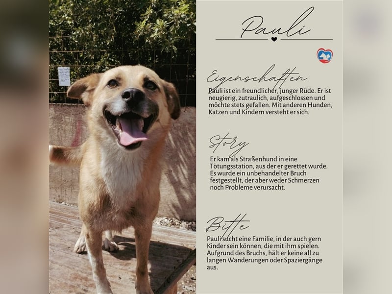 PAULI - zutraulicher Bub sucht seine Familie
