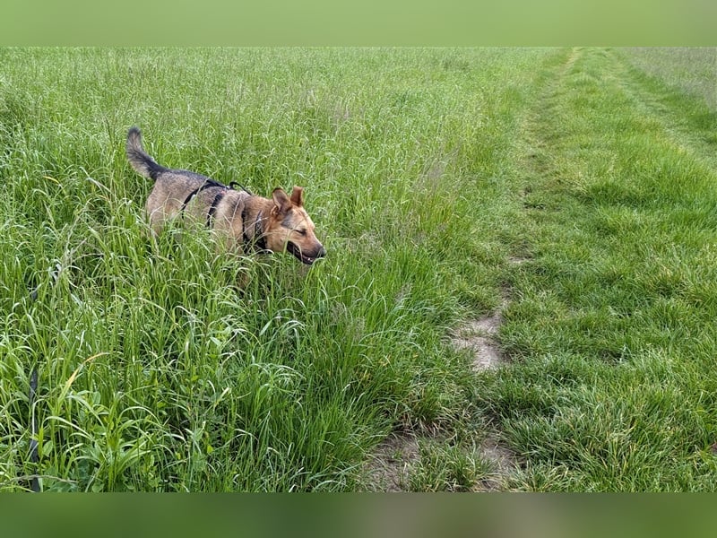 Fröhlicher Sam