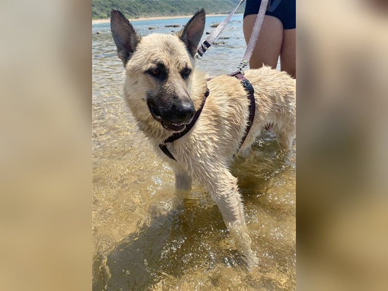 Carlo toller Hund mit einem super Charakter