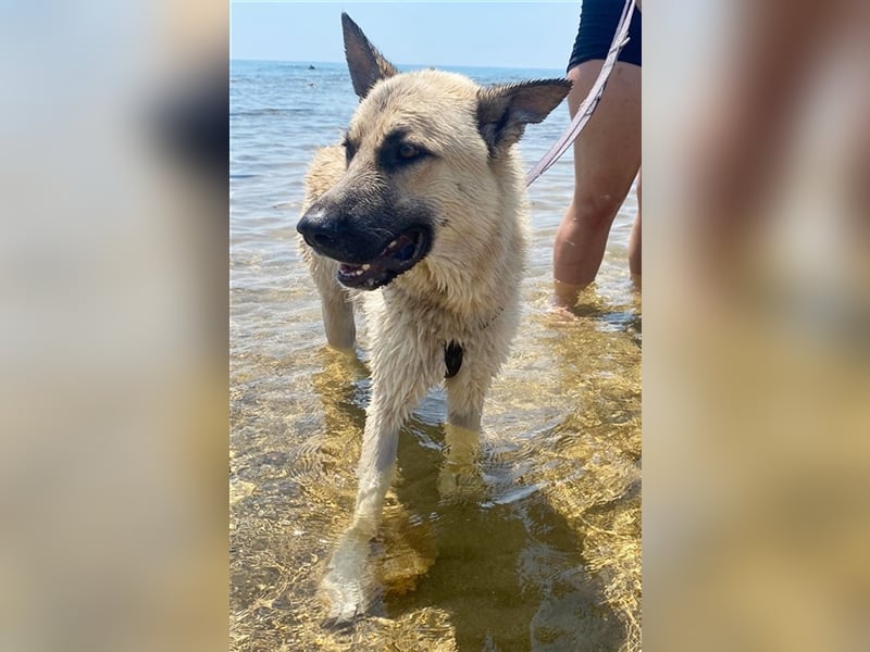 Carlo toller Hund mit einem super Charakter