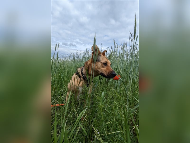 Fröhlicher Sam