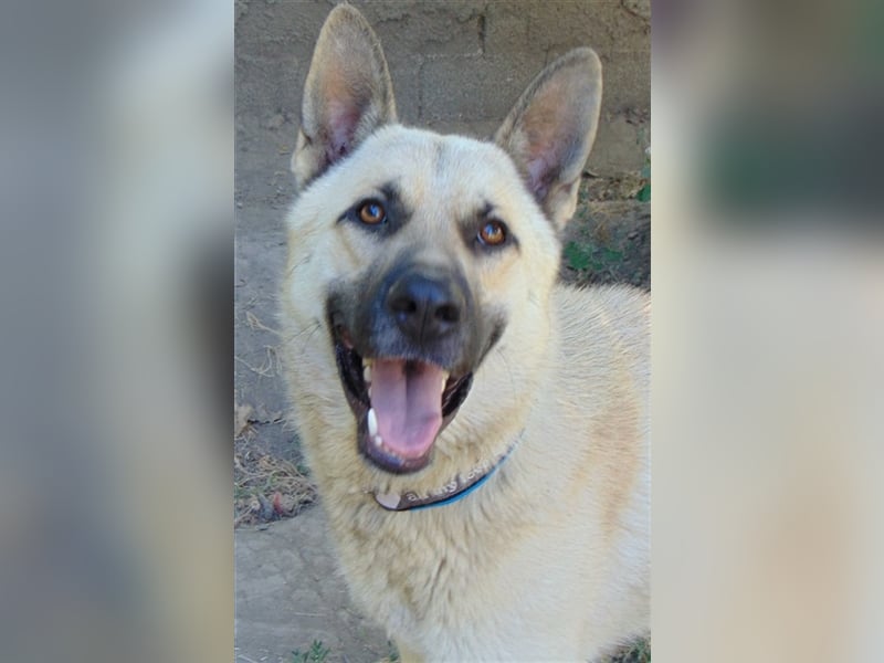 Carlo toller Hund mit einem super Charakter
