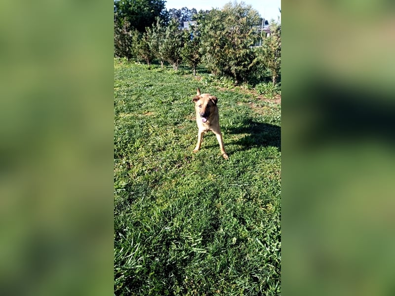 Darf Buggy, durch Ihre Hilfe, zeigen was für ein toller Kerl er ist?