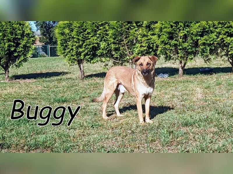 Darf Buggy, durch Ihre Hilfe, zeigen was für ein toller Kerl er ist?