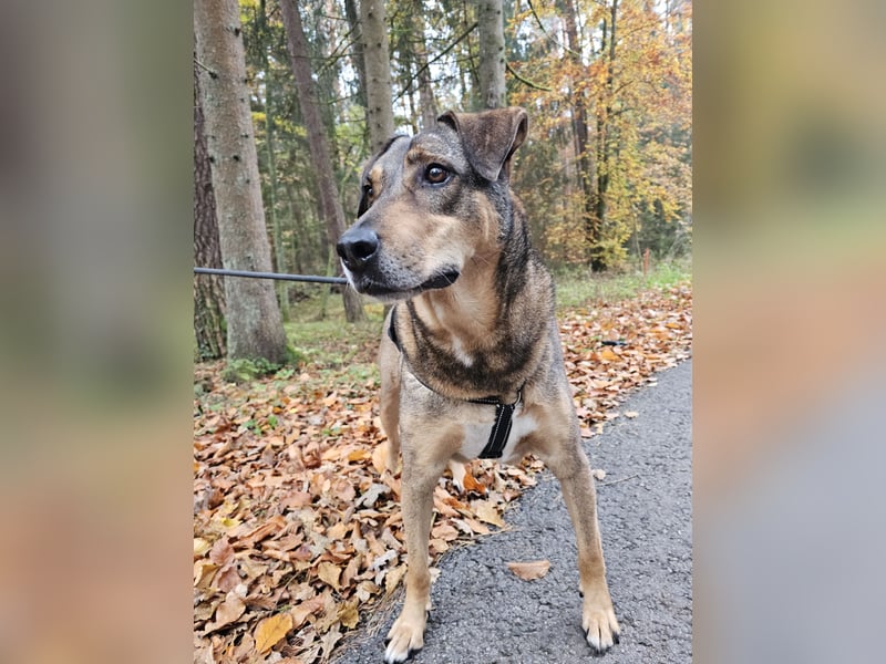 Carlos - Für-Immer-Zuhause gesucht