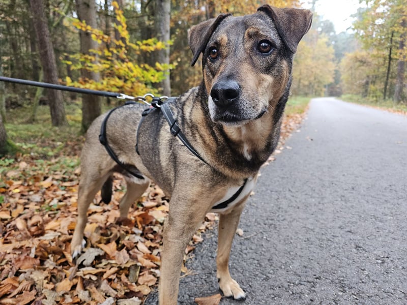 Carlos - Für-Immer-Zuhause gesucht