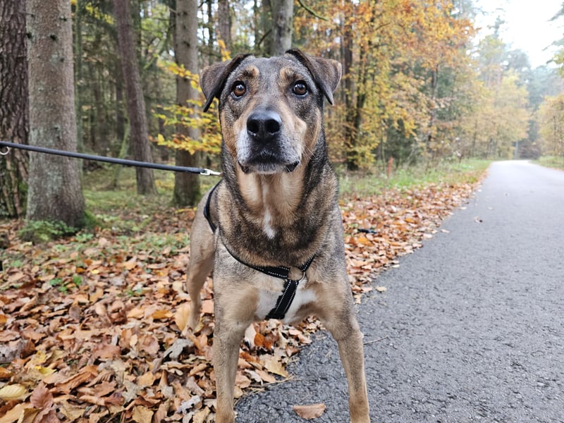 Carlos - Für-Immer-Zuhause gesucht