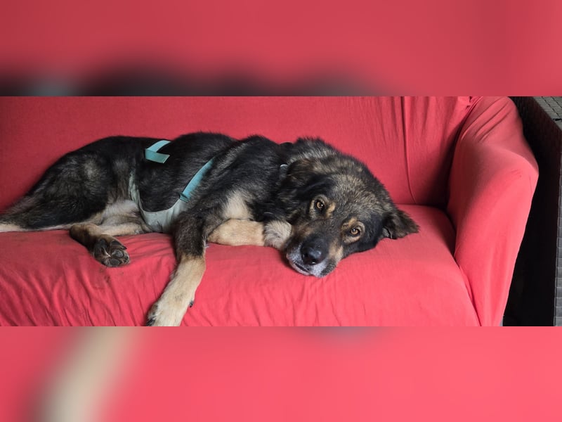 Morti sucht ein neues Zuhause