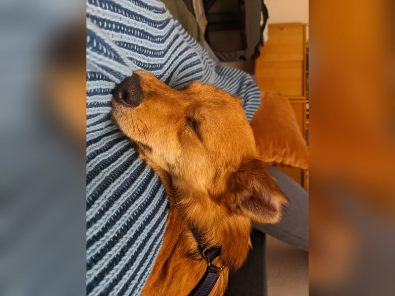 Jago freut sich über euren Besuch auf seiner Pflegestelle