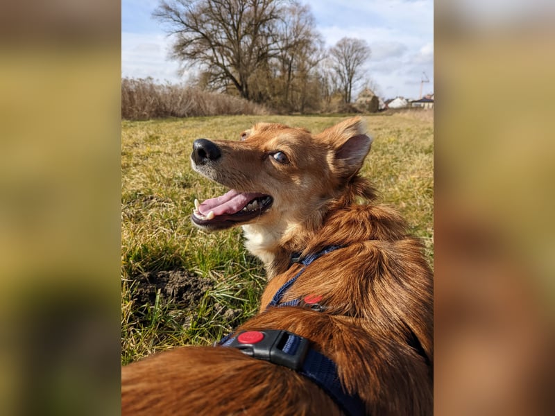 toller Jungrüde Jago